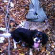 “C’è uno specchio d’acqua laggiù, dove l’anima di chi è morto deve passare. E c’è un cane lì, un piccolo cane nero con una macchia bianca sulla gola. E bisogna...