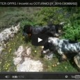 Clicca sulle Anteprime per Guardare i Video: SETTER OPPIS / Incontri su COTURNICI [V_2016-C00999/02] SETTER OPPIS / Incontri su COTURNICI [V_2016-C00998/03]