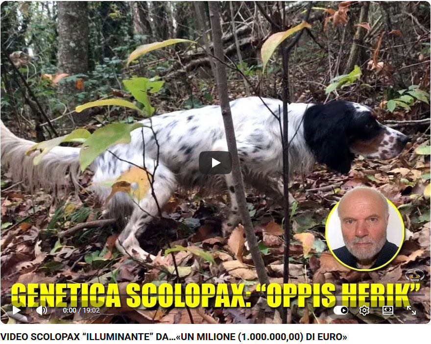 12_video_scolopax_illuminante
