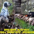 COME “SI SELEZIONA & SI SCEGLIE” IL… «FENOMENALE “FUORICLASSE”» Clicca sull’immagine per ingrandire: Come sapere “in netto anticipo” quale sarà il Setter Inglese che DIVERRÀ “PIÙ BRAVO”, “PIÙ QUALITATIVO” E ANCHE «PIÙ GRANDIOSO “SPECIALISTA”» CHIARAMENTE A CACCIA DI «PREZIOSISSIMI...