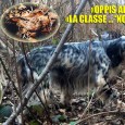 Clicca sull’immagine per ingrandire: Nell’intrattenuto “strettissimo” Rapporto Diretto interpretato via – via coi miei “Ineguagliabili” SETTER INGLESI, di fatto, mi sono sempre sentito “coinvolto” assumendo le vesti di «SUGAR MAN:...